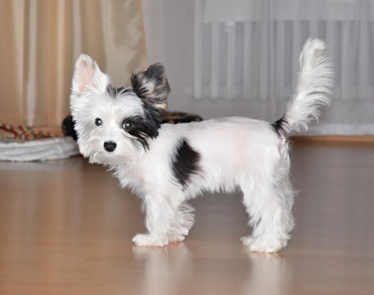 Biewer Terrier Dogs Ras: Karakter, Levensduur & Prijs | Puppyplaats