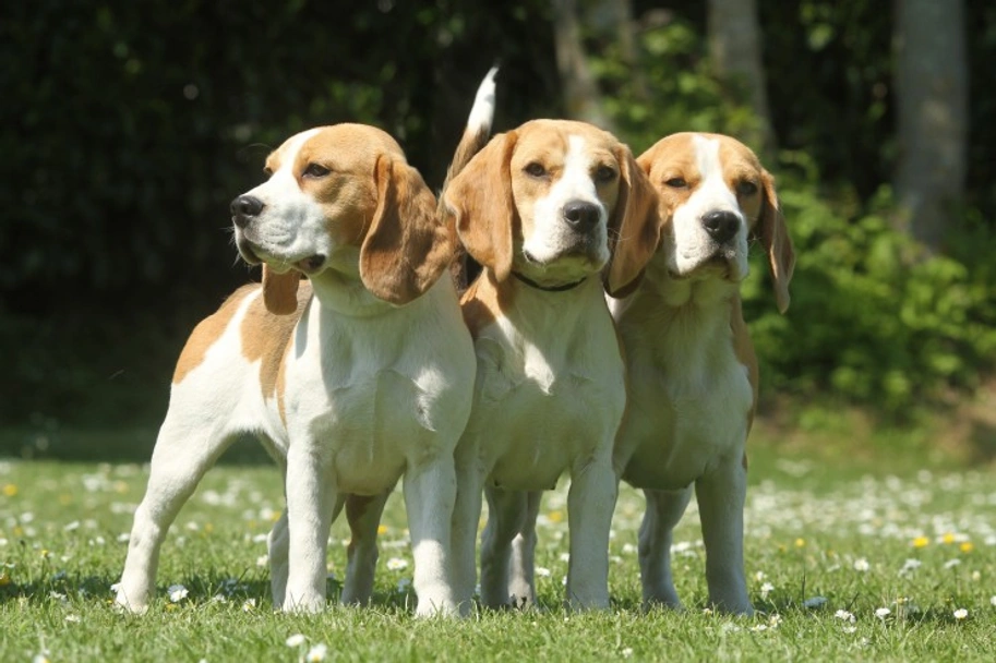 Beagle Dogs Breed - Information, Temperament, Size & Price | Pets4Homes