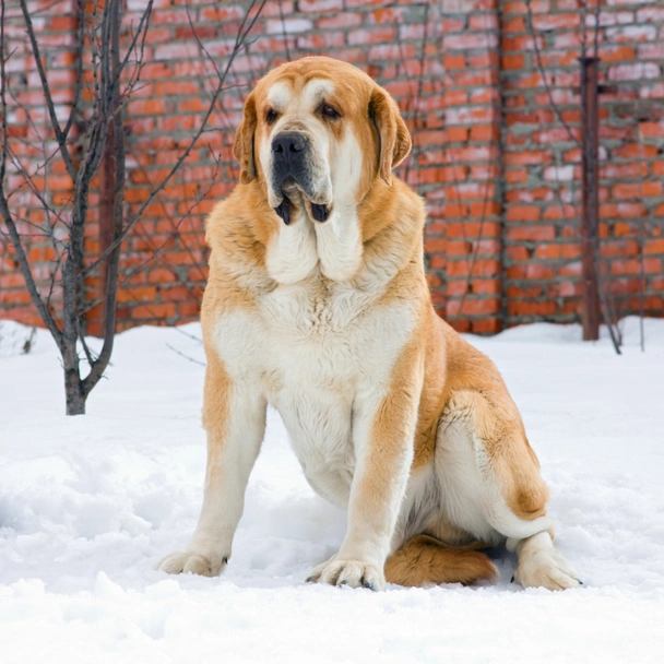 Mastín Español Dogs Raza - Características, Fotos & Precio | MundoAnimalia