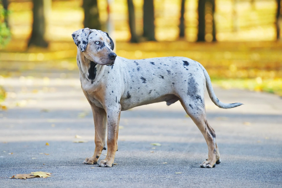 Catahoula Leopard Dog Dogs Breed - Information, Temperament, Size & Price | Pets4Homes