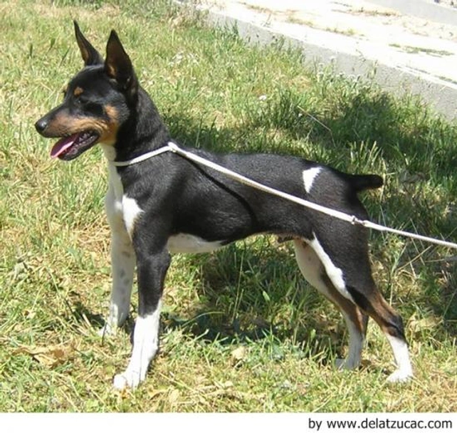 Gos Rater Valencià Dogs Raza - Características, Fotos & Precio | MundoAnimalia