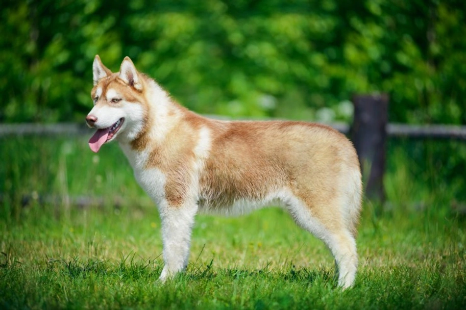 Husky Siberiano Dogs Raza - Características, Fotos & Precio | MundoAnimalia