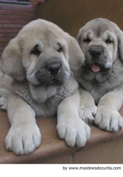 Mastín Español Dogs Raza - Características, Fotos & Precio | MundoAnimalia