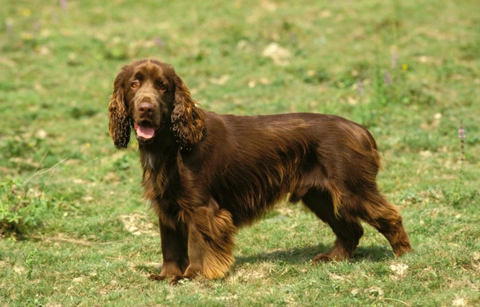 Field Spaniel Dogs Ras: Karakter, Levensduur & Prijs | Puppyplaats