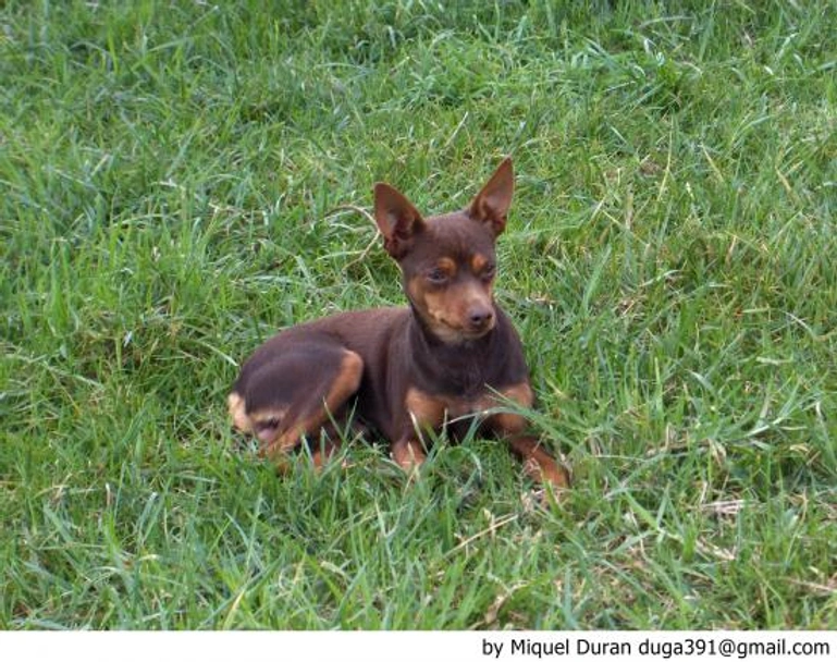 Ca Rater Mallorquí Dogs Raza - Características, Fotos & Precio | MundoAnimalia