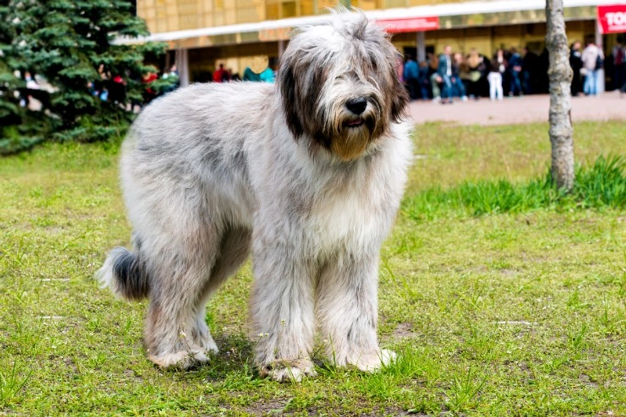 Briard Dogs Ras: Karakter, Levensduur & Prijs | Puppyplaats