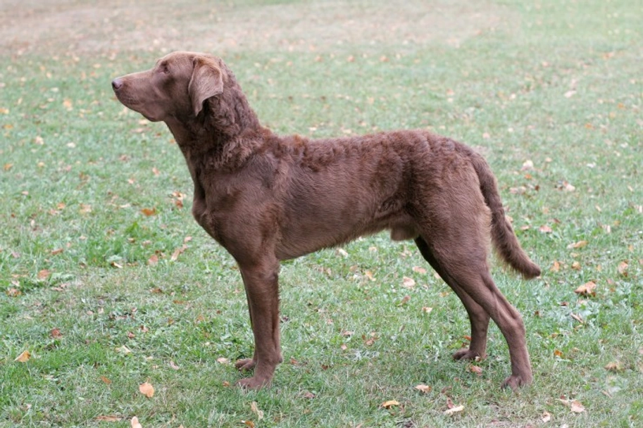 Chesapeake Bay Retriever Dogs Breed - Information, Temperament, Size & Price | Lancaster Puppies