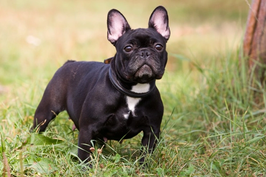 French Bulldog Dogs Breed - Information, Temperament, Size & Price | Lancaster Puppies