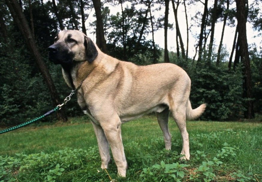 Anatolische Herdershond Dogs Ras: Karakter, Levensduur & Prijs | Puppyplaats