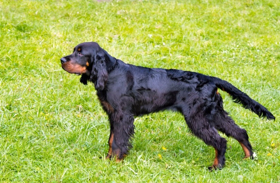 Gordon Setter Dogs Breed - Information, Temperament, Size & Price | Lancaster Puppies