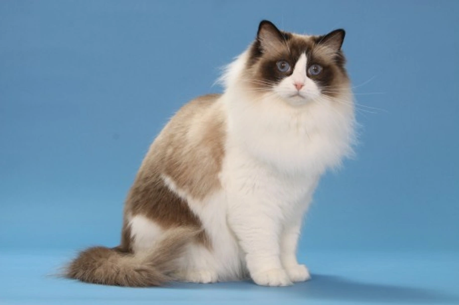 Ragdoll Cats Razza - Prezzo, Temperamento & Foto | AnnunciAnimali