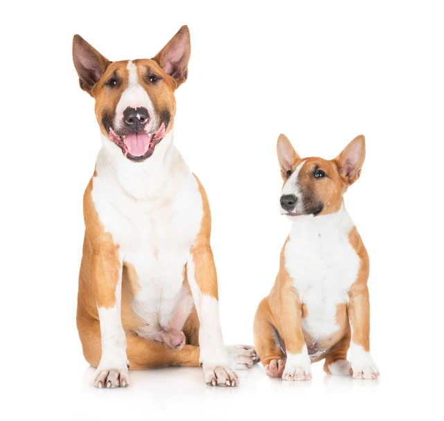 Bull terrier Dogs Razza - Prezzo, Temperamento & Foto | AnnunciAnimali