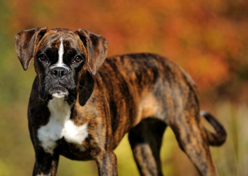Boxer Dogs Breed - Information, Temperament, Size & Price | Pets4Homes