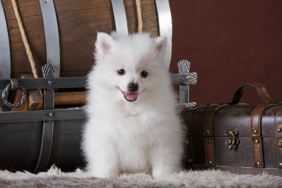 Volpino italiano Dogs Razza - Prezzo, Temperamento & Foto | AnnunciAnimali