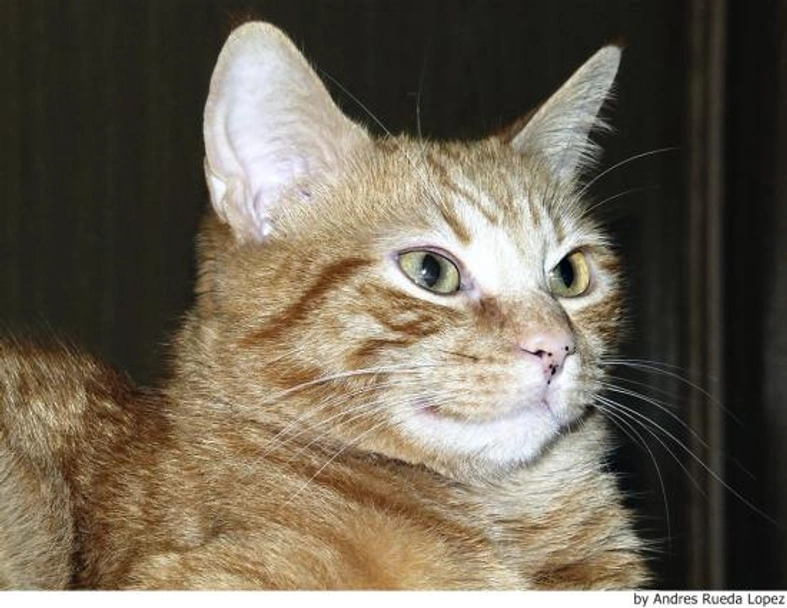 Europeo de Pelo Corto Cats Raza - Características, Fotos & Precio | MundoAnimalia