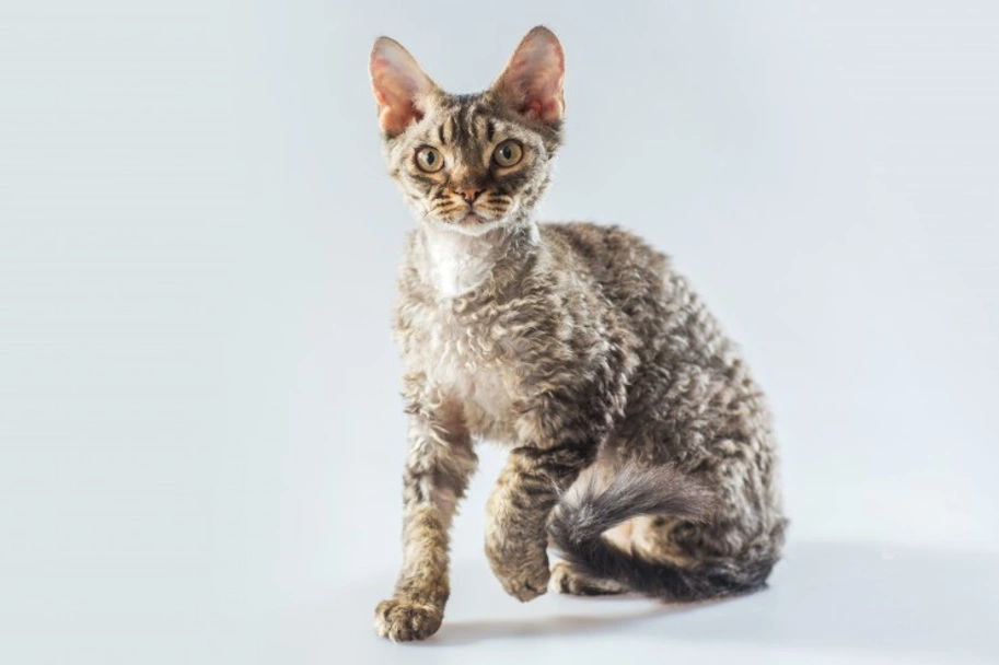Cornish Rex Cats Razza - Prezzo, Temperamento & Foto | AnnunciAnimali