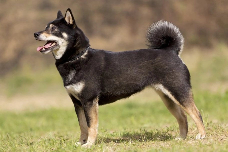 Japanese Shiba Inu Dogs Breed - Information, Temperament, Size & Price | Pets4Homes