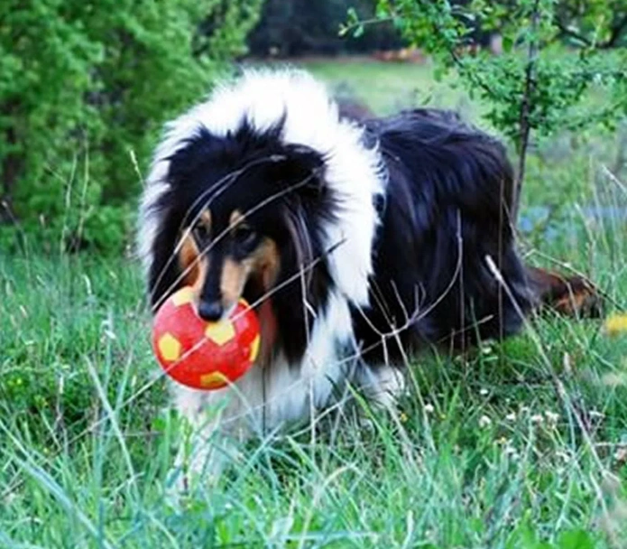 Pastore Scozzese Dogs Razza - Prezzo, Temperamento & Foto | AnnunciAnimali