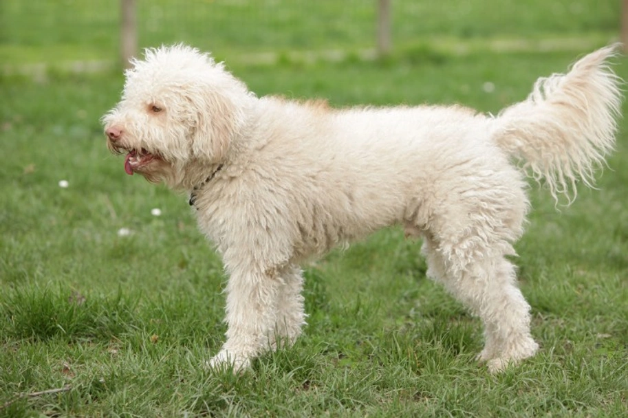 Lagotto Romagnolo Dogs Ras: Karakter, Levensduur & Prijs | Puppyplaats