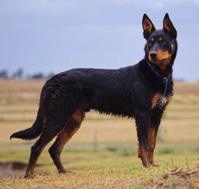 Kelpie Australiano Dogs Razza - Prezzo, Temperamento & Foto | AnnunciAnimali