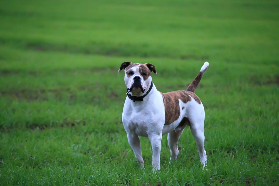 American Bulldog Dogs Breed - Information, Temperament, Size & Price | Pets4Homes