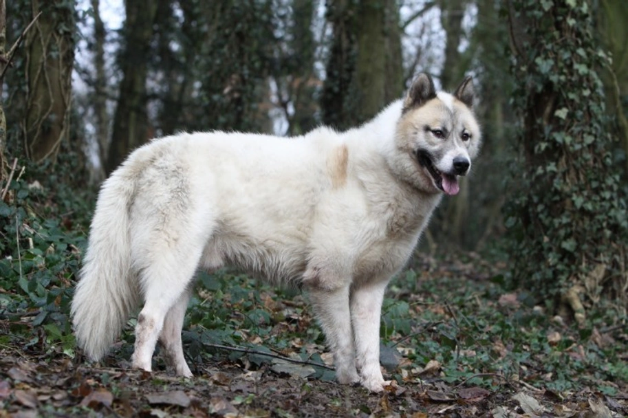 Greenland Dog Dogs Breed - Information, Temperament, Size & Price | Pets4Homes