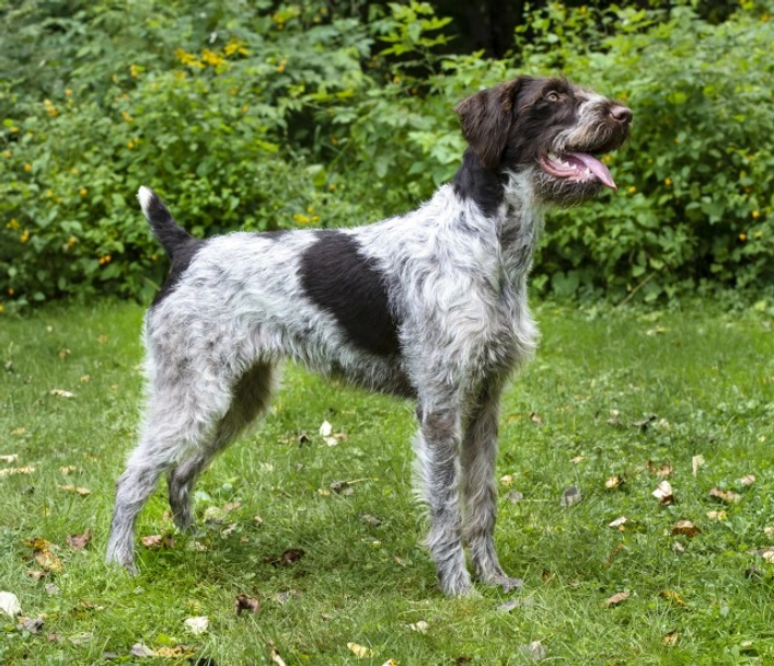 German Wirehaired Pointer Dogs Breed - Information, Temperament, Size & Price | Lancaster Puppies