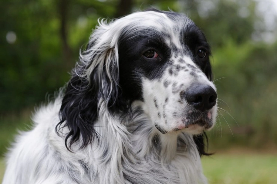English Setter Dogs Breed - Information, Temperament, Size & Price | Lancaster Puppies
