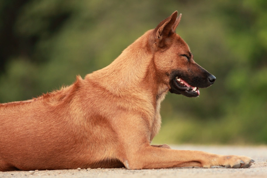 Thai Ridgeback Dogs Ras: Karakter, Levensduur & Prijs | Puppyplaats