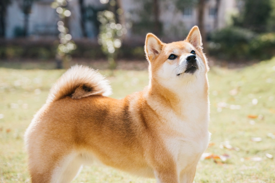 Japanese Shiba Inu Dogs Breed - Information, Temperament, Size & Price | Pets4Homes