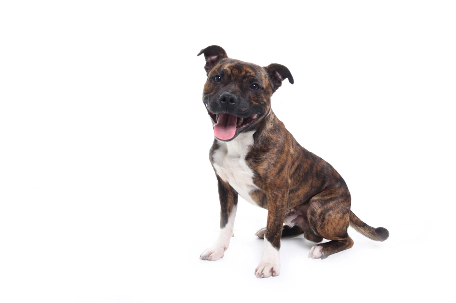 Staffordshire Bull Terrier Dogs Breed - Information, Temperament, Size & Price | Pets4Homes