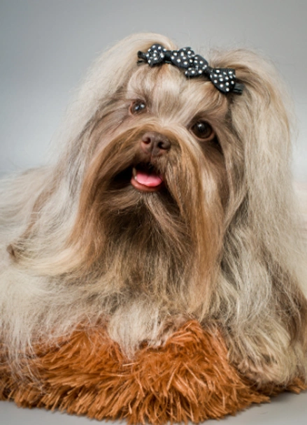 Bolonka Zwetna Dogs Ras: Karakter, Levensduur & Prijs | Puppyplaats