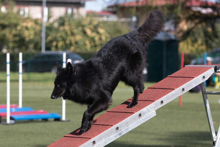 Groenendaeler Dogs Ras: Karakter, Levensduur & Prijs | Puppyplaats