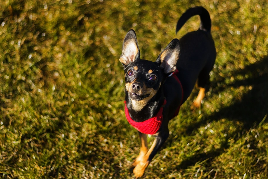 Engelse Toy Terriër Dogs Ras: Karakter, Levensduur & Prijs | Puppyplaats