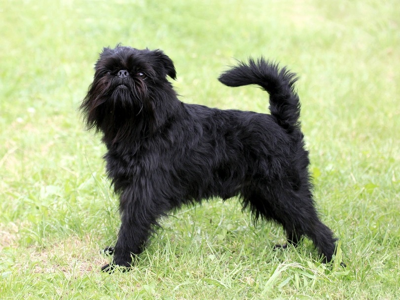 Grifón Belga Dogs Raza - Características, Fotos & Precio | MundoAnimalia