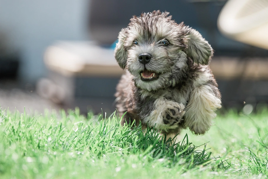 Dandie Dinmont Terriër Dogs Ras: Karakter, Levensduur & Prijs | Puppyplaats