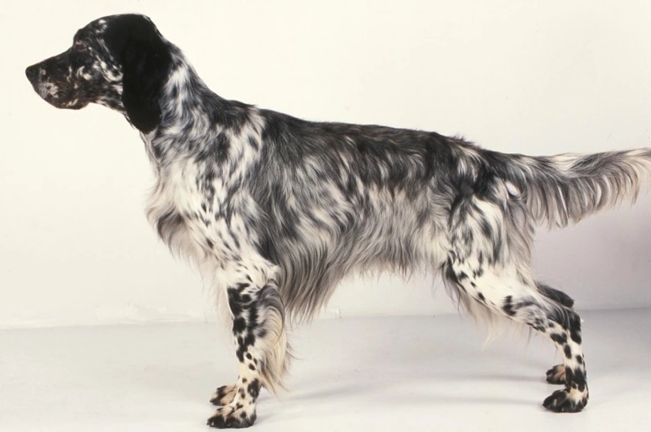 English Setter Dogs Breed - Information, Temperament, Size & Price | Lancaster Puppies