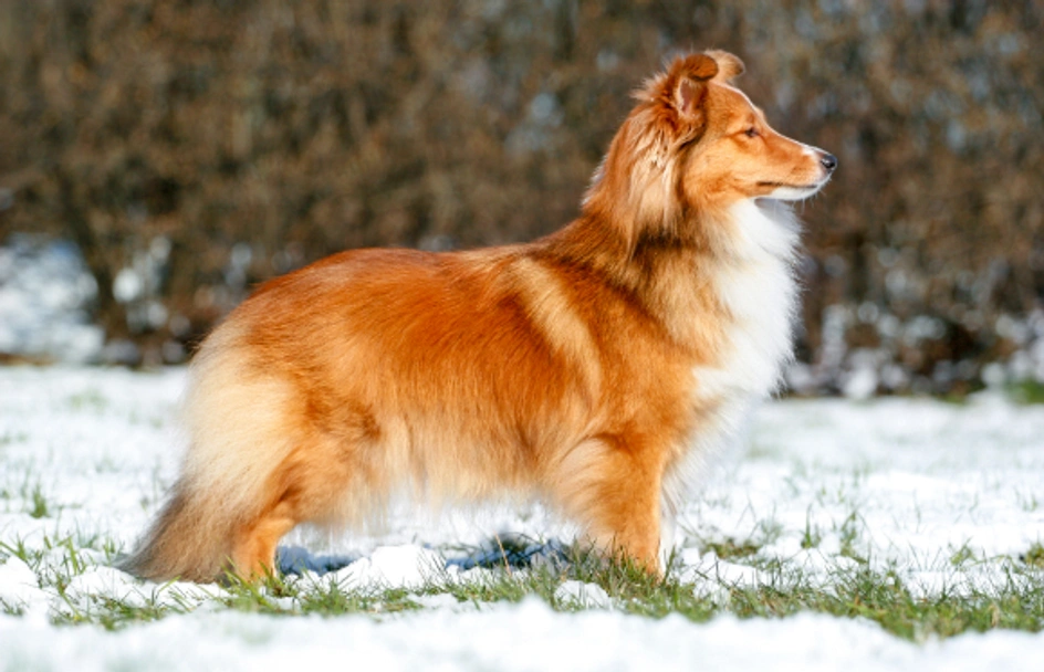 Shetland Sheepdog Dogs Breed - Information, Temperament, Size & Price | Lancaster Puppies