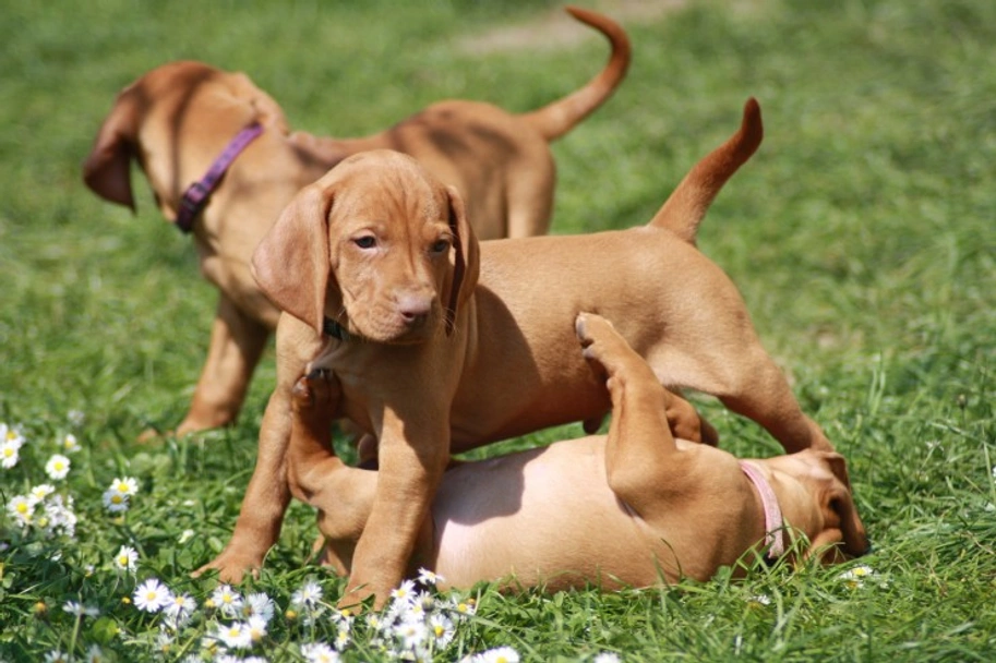Hungarian Vizsla Dogs Breed - Information, Temperament, Size & Price | Pets4Homes