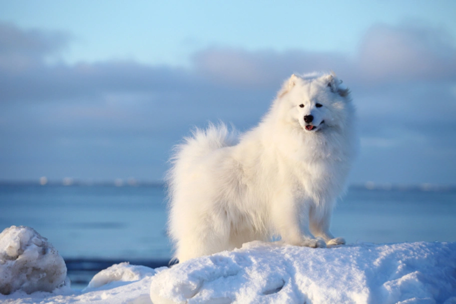 Samoyed Dogs Breed - Information, Temperament, Size & Price | Pets4Homes