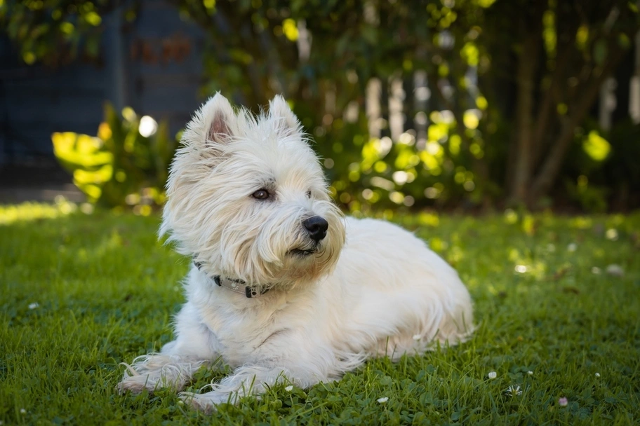 West Highland Terrier Dogs Breed - Information, Temperament, Size & Price | Pets4Homes