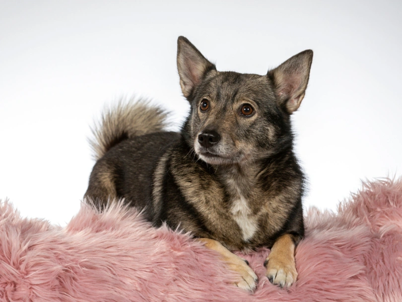 Swedish Vallhund Dogs Breed - Information, Temperament, Size & Price | Pets4Homes
