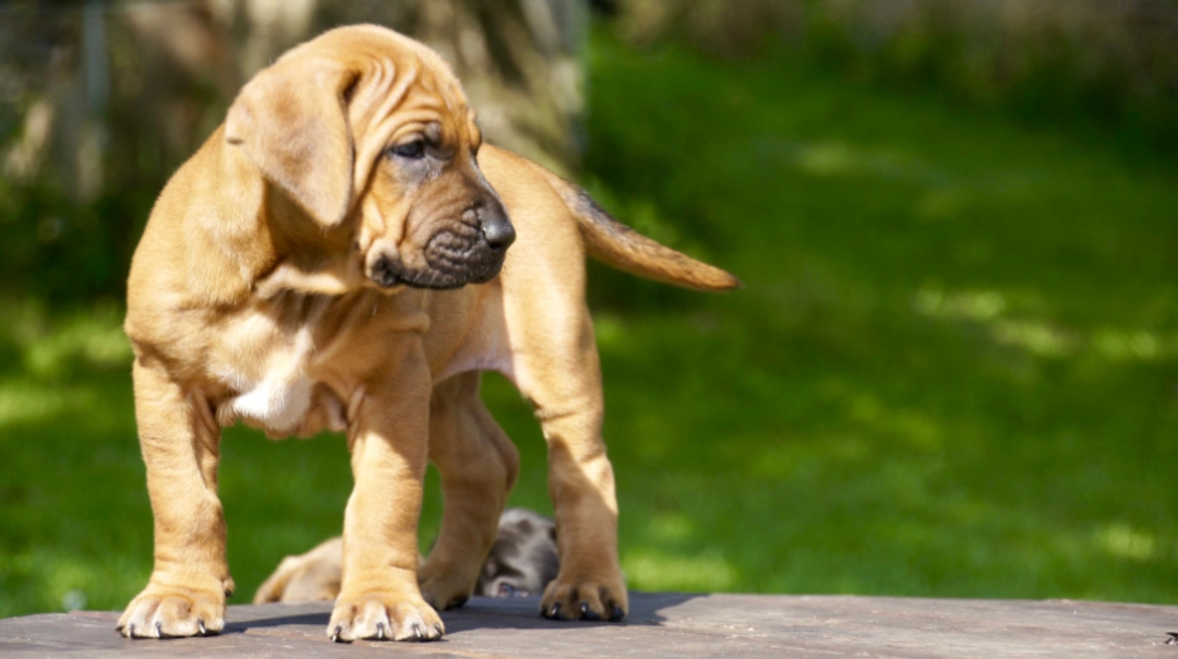 Tosa Dogs Ras: Karakter, Levensduur & Prijs | Puppyplaats