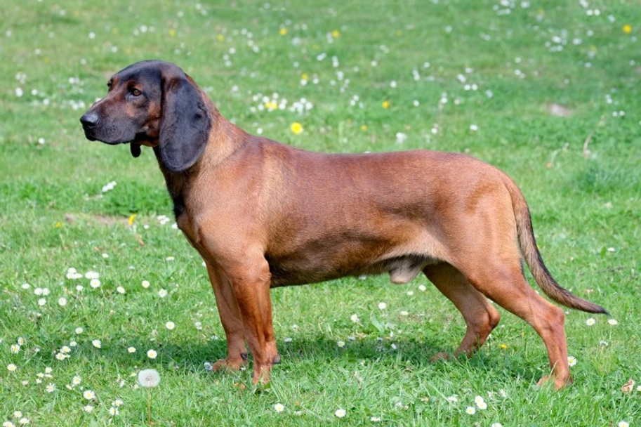 Bavarian Mountain Hound Dogs Breed Information Temperament Size 