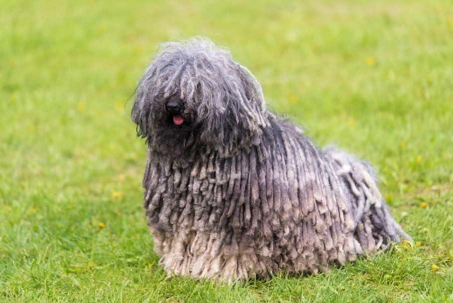 Hungarian Puli Dogs Breed - Information, Temperament, Size & Price | Lancaster Puppies