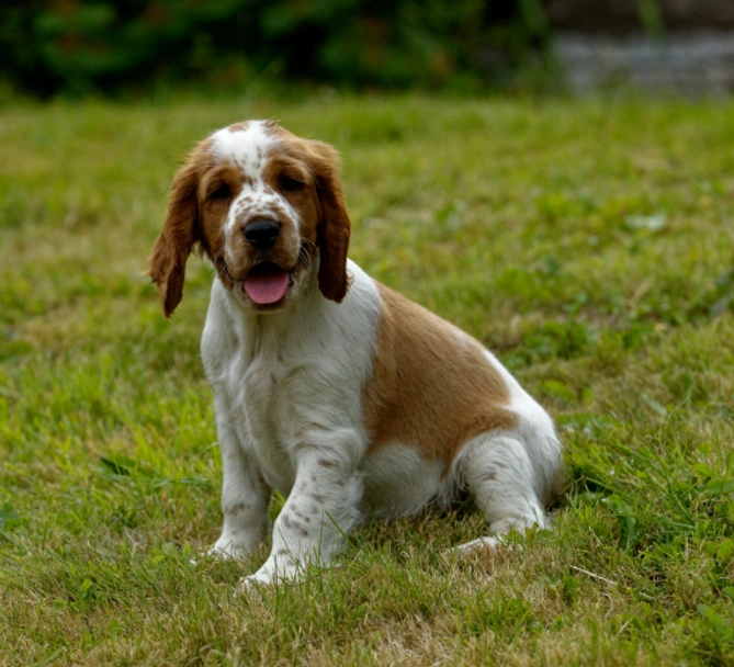 Welsh Springer Spaniel Dogs Breed - Information, Temperament, Size & Price | Pets4Homes