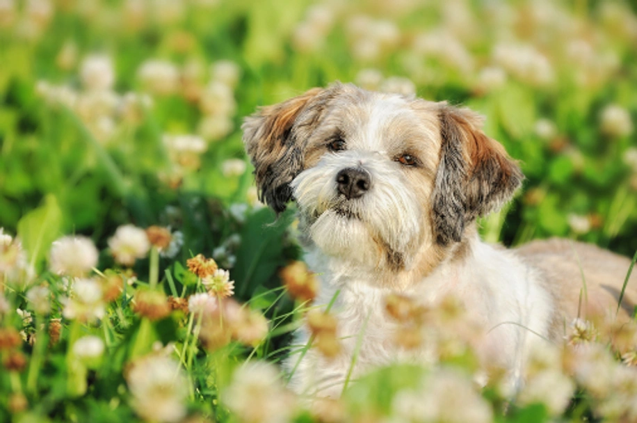 Bolonka Zwetna Dogs Ras: Karakter, Levensduur & Prijs | Puppyplaats