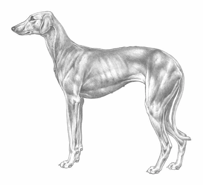 Levriero Dogs Razza - Prezzo, Temperamento & Foto | AnnunciAnimali