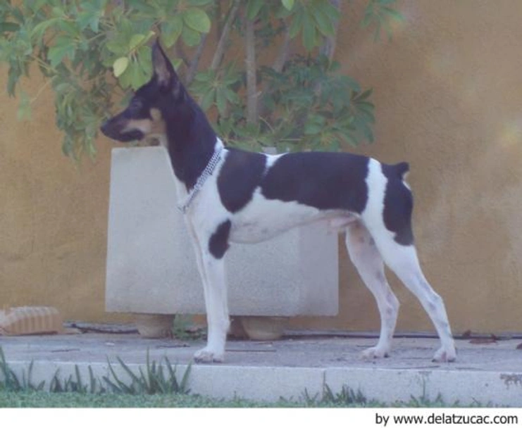 Gos Rater Valencià Dogs Raza - Características, Fotos & Precio | MundoAnimalia