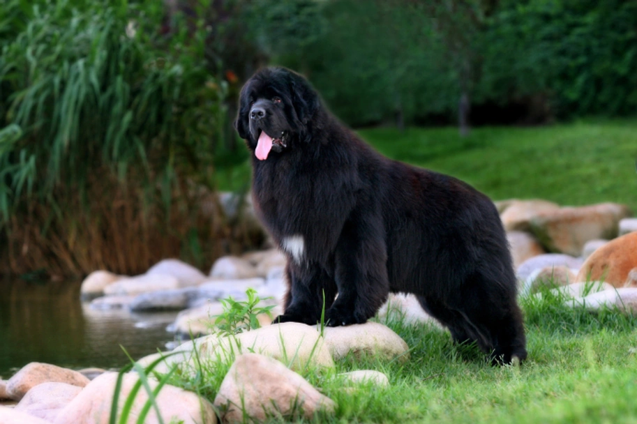 Newfoundlander Dogs Ras: Karakter, Levensduur & Prijs | Puppyplaats